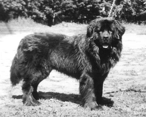 Фото: ньюфаундленд Roz De Bal Juan (Роз Де Бал Жуан)