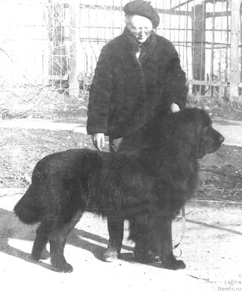 Фото: ньюфаундленд Batist Seyver (Батист Сейвер)