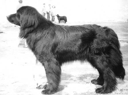 Фото: ньюфаундленд Panni YAnga Jyuvil' (Панни Янга Жювиль)