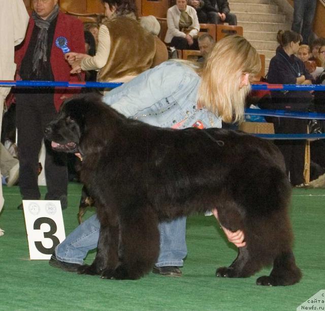 Фото: ньюфаундленд Toptyijka Sokrovennaya Mechta (Топтыжка Сокровенная Мечта)