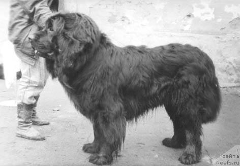 Фото: ньюфаундленд Devil Al'far (Девил Альфар)