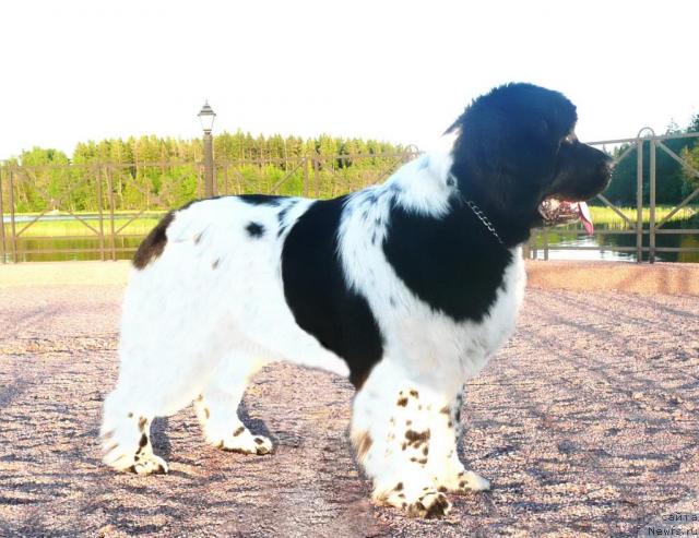 Фото: ньюфаундленд Plyushevaya Panda La Bella (Плюшевая Панда Ла Белла)
