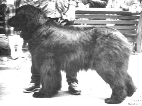 Фото: ньюфаундленд Fenechka Sodj Vol'f (Фенечка Содж Вольф)