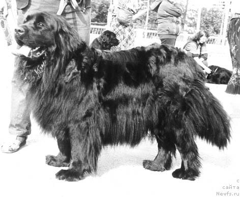 Фото: ньюфаундленд Steffi Ols (Стеффи Олс)