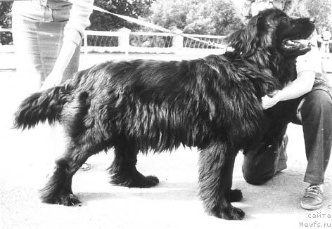 Фото: ньюфаундленд Simona Ols (Симона Олс)