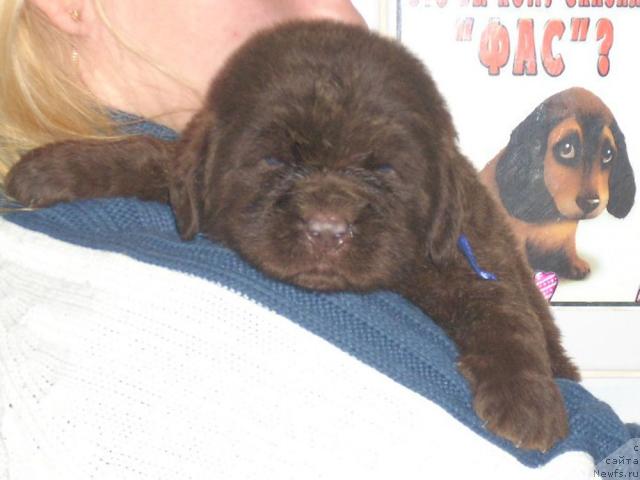 Фото: Кобель синяя лента