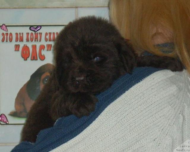 Фото: Сука красная лента