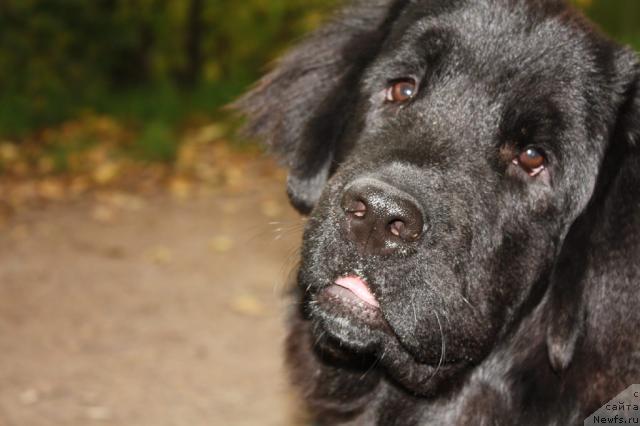 Фото: ньюфаундленд Plyushevaya Panda Plenitel'naya Dalida (Плюшевая Панда Пленительная Далида)