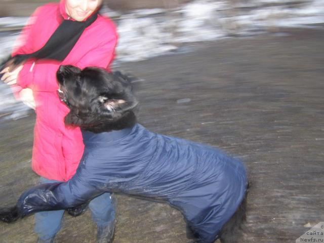 Фото: ньюфаундленд Aksel' Blyek Daymond (Аксель Блэк Даймонд)