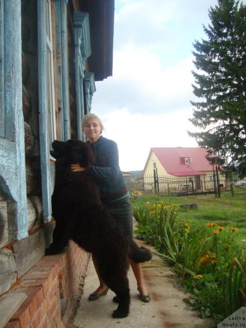 Фото: ньюфаундленд Urman Taejnyiy ot Sibirskogo Medvedya (Урман Таежный от Сибирского Медведя)