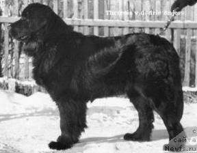 Фото: ньюфаундленд Theresia van de Drie Anjers