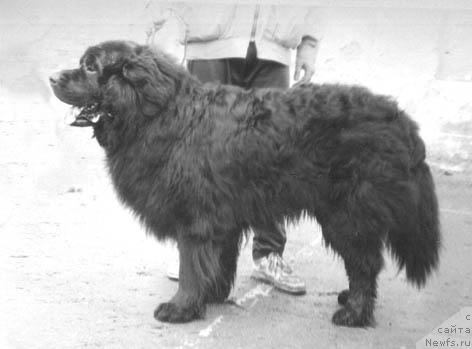 Фото: ньюфаундленд Pirs Jyuvil' (Пирс Жювиль)