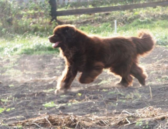 Фото: ньюфаундленд Super Premium Brabus (Супер Премиум Брабус)