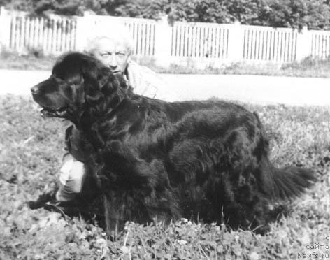 Фото: ньюфаундленд Sofiya Lyumo Botsveyn (София Люмо Ботсвейн)