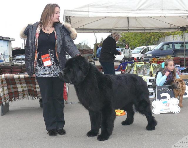 Фото: Mariya SHatilova (Мария Шатилова), ньюфаундленд Skippers Secret Agent For Donat's Pride