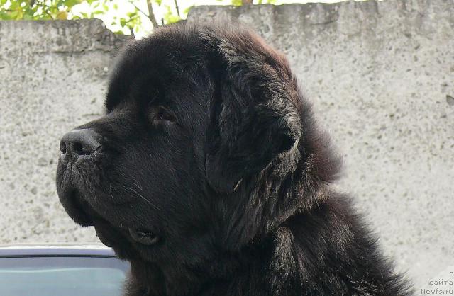 Фото: ньюфаундленд Skippers Secret Agent For Donat's Pride