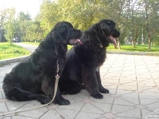 Фото: ньюфаундленд Amazonka YEmi CHardishik (Амазонка Эми Чардишик), ньюфаундленд Kapitan N'yufort (Капитан Ньюфорт)