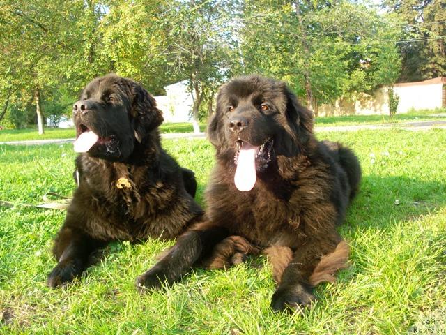 Фото: ньюфаундленд Amazonka YEmi CHardishik (Амазонка Эми Чардишик), ньюфаундленд Kapitan N'yufort (Капитан Ньюфорт)