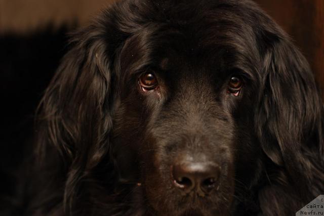 Фото: ньюфаундленд Vojdi Atlantidyi Gabbi (Вожди Атлантиды Габби)