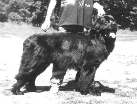 Фото: ньюфаундленд Mavr YEvilor (Мавр Эвилор)