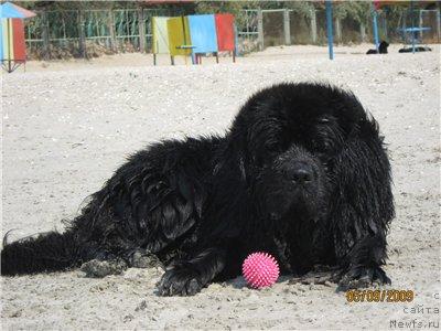 Фото: ньюфаундленд Laert Big Friend (Лаэрт Биг Френд)
