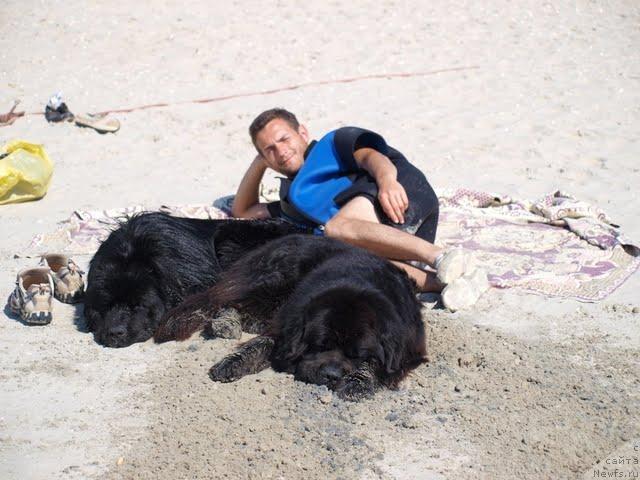 Фото: Тортик, ньюфаундленд Laert Big Friend (Лаэрт Биг Френд), Aleksandr Hijnyak (Александр Хижняк)