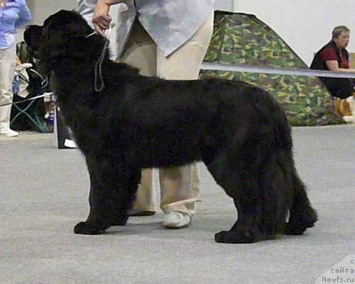 Фото: ньюфаундленд Potap SHelta (Потап Шелта)