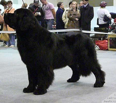 Фото: ньюфаундленд Aquatoriya Kelvin Zvezdnaya Koroleva (Акватория Келвин Звездная Королева)
