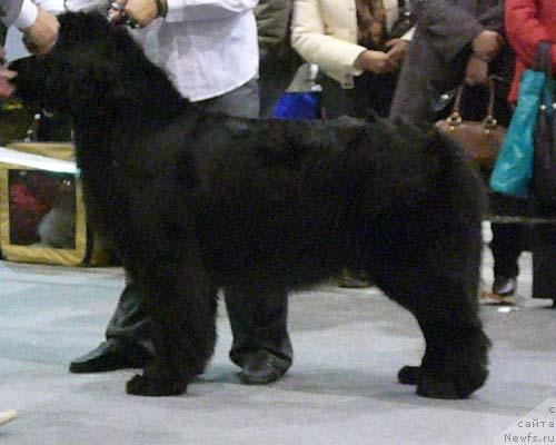 Фото: ньюфаундленд Zhasmine Severny Caprice iz Medvejyego Yara (Жасмин Северный Каприз из Медвежьего Яра)