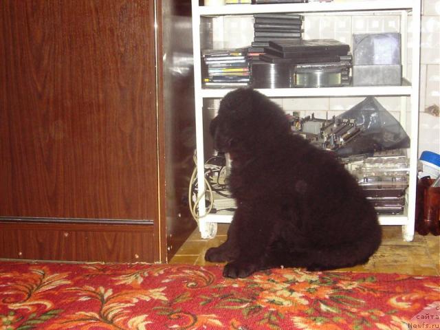 Фото: ньюфаундленд Liana CHernaya Feya (Лиана Черная Фея)