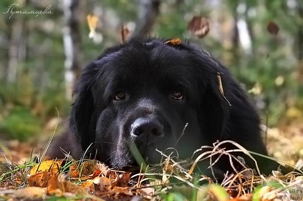 Фото: Звезда удачи от Марлеон Дусвик