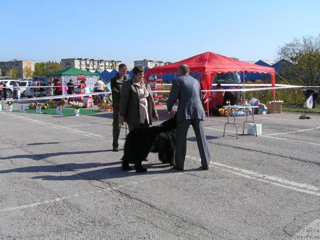 Фото: ньюфаундленд Ego Vysochestvo ot Sibirskogo Medvedja (Его Высочество от Сибирского Медведя)