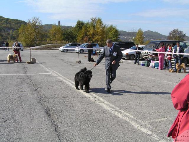 Фото: ньюфаундленд Interio Souri iz Medvejyego Yara (Интерио Соури из Медвежьего Яра)