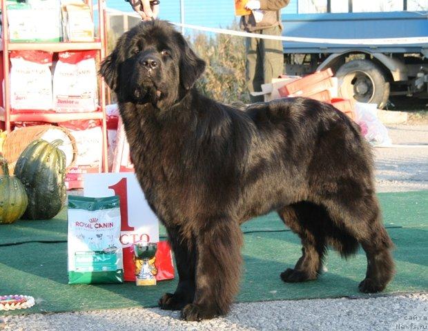 Фото: ньюфаундленд Interio Souri iz Medvejyego Yara (Интерио Соури из Медвежьего Яра)