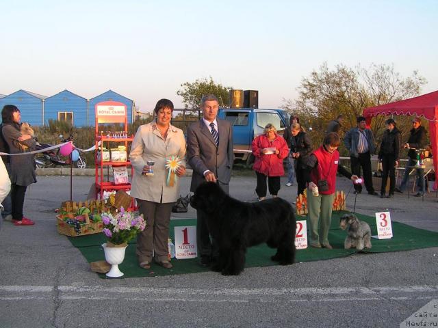 Фото: ньюфаундленд Ego Vysochestvo ot Sibirskogo Medvedja (Его Высочество от Сибирского Медведя)