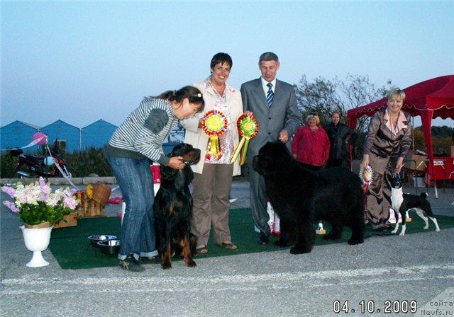 Фото: ньюфаундленд Ego Vysochestvo ot Sibirskogo Medvedja (Его Высочество от Сибирского Медведя), YUriy Rahtienko (Юрий Рахтиенко)