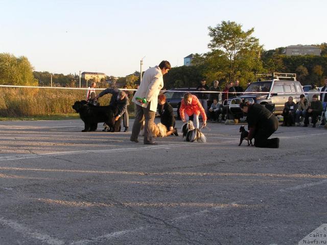 Фото: ньюфаундленд Chansi  iz  Medvejyego Yara (Чанси из Медвежьего Яра), ньюфаундленд Ego Vysochestvo ot Sibirskogo Medvedja (Его Высочество от Сибирского Медведя), YUriy Rahtienko (Юрий Рахтиенко)