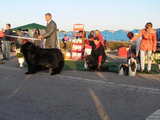 Фото: ньюфаундленд Chansi  iz  Medvejyego Yara (Чанси из Медвежьего Яра), ньюфаундленд Ego Vysochestvo ot Sibirskogo Medvedja (Его Высочество от Сибирского Медведя), YUriy Rahtienko (Юрий Рахтиенко)
