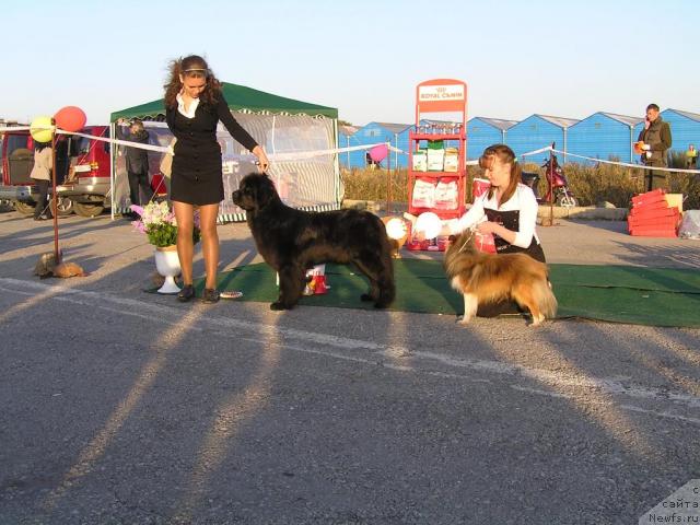 Фото: ньюфаундленд Interio Souri iz Medvejyego Yara (Интерио Соури из Медвежьего Яра)