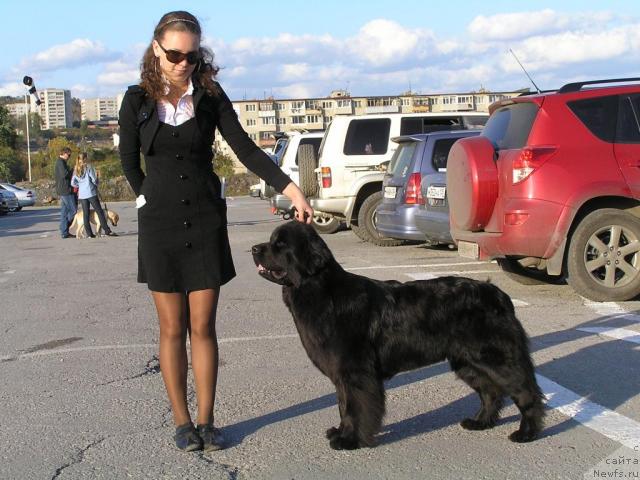 Фото: ньюфаундленд Interio Souri iz Medvejyego Yara (Интерио Соури из Медвежьего Яра)