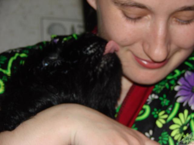 Фото: ньюфаундленд Ygan s Toyanova Gorodka (Юган с Тоянова Городка), Nadejda Momot (Надежда Момот)