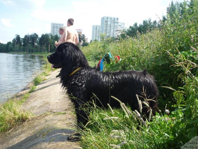 Фото: ньюфаундленд Akello-Lan'yu 