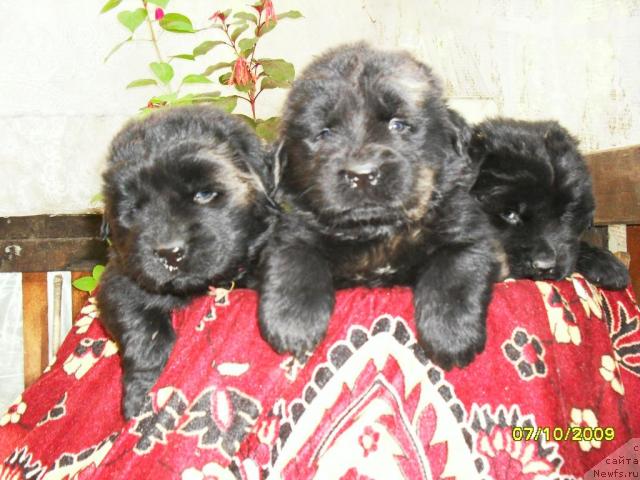 Фото: Lyudmila Novikova (Людмила Новикова)