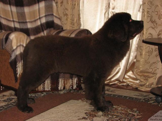 Фото: ньюфаундленд Aristokrat ot Rafayellyi (Аристократ от Рафаэллы)
