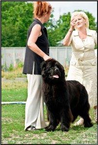 Фото: ньюфаундленд Pavlina Vialiki Miadzvedz (Паулина Вялiкi Мядзведзь)