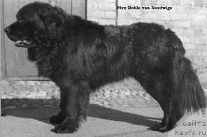 Фото: ньюфаундленд Pere Noble van Nordwige