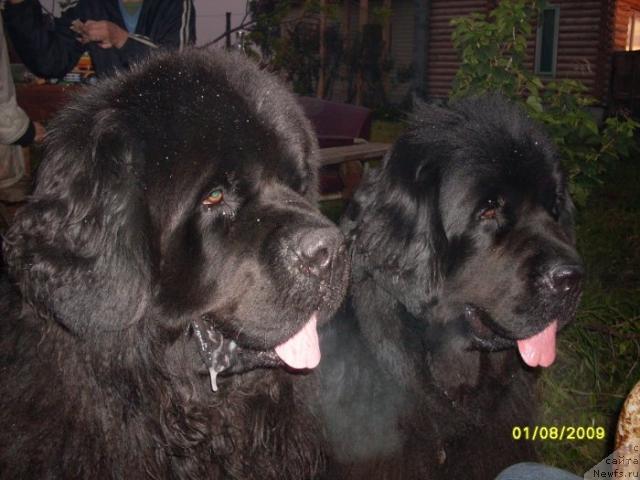 Фото: ньюфаундленд Veneciya iz Carstva Medvedey v Obush SHed (Венеция из Царства Медведей в Обуш Шед), ньюфаундленд Obush SHed YUkotan Zolotoy Ruchey (Обуш Шед Юкотан Золотой Ручей)