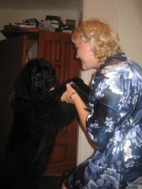 Фото: ньюфаундленд Akvatoriya Kelvin Integra (Акватория Келвин Интегра)