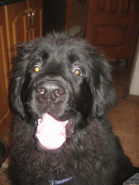 Фото: ньюфаундленд Akvatoriya Kelvin Integra (Акватория Келвин Интегра)