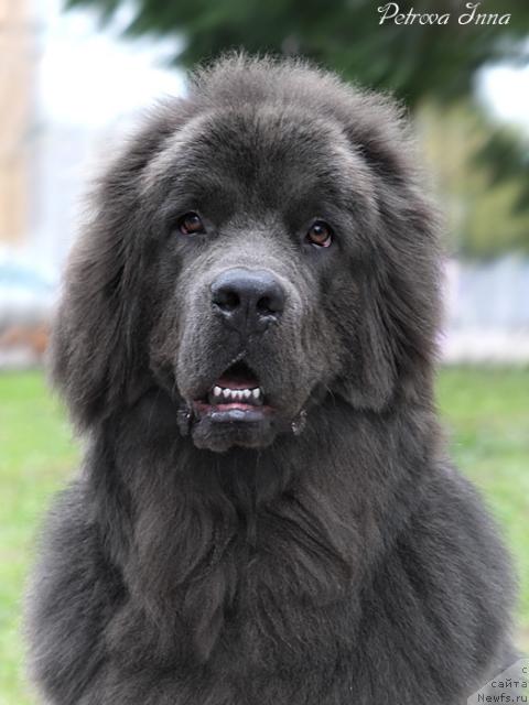 Фото: ньюфаундленд Dyurbahler Klab Al'faretta Vin'etta (Дюрбахлер Клаб Альфаретта Виньетта)